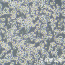 GH3   大鼠垂体瘤细胞
