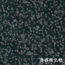 BA/F3 小鼠原B细胞株