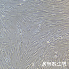 HFF  人正常皮肤细胞
