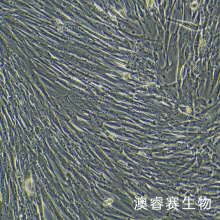 MRC-5 人胚肺成纤维细胞