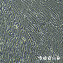 MRC-5 人胚肺成纤维细胞