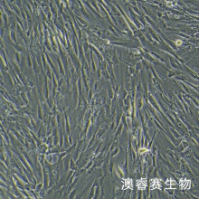 MRC-5 人胚肺成纤维细胞