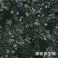 MUTZ-3（急性非淋巴白血病细胞）