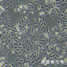 16HBE  人支气管上皮样细胞