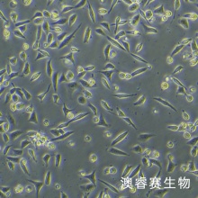 16HBE  人支气管上皮样细胞
