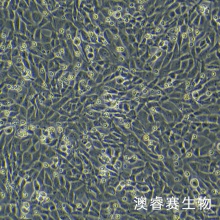 HT22  小鼠海马神经元细胞系