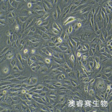 ID8 小鼠卵巢癌细胞