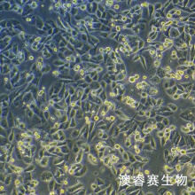 ID8 小鼠卵巢癌细胞