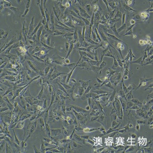 RS1 大鼠皮肤成纤维样细胞
