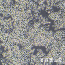RLE-6TN;大鼠肺泡Ⅱ型细胞