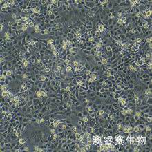 小鼠肺泡上皮细胞 MLE-12