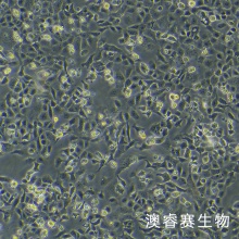 小鼠肺泡上皮细胞 MLE-12