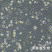 HMRSV5（人腹膜间皮细胞）