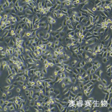 HMRSV5（人腹膜间皮细胞）