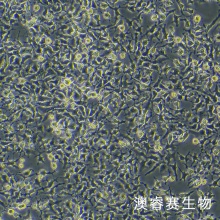 LMH（鸡肝癌细胞）
