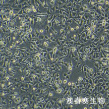 LMH（鸡肝癌细胞）
