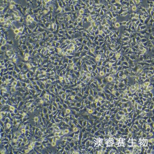 LMH（鸡肝癌细胞）