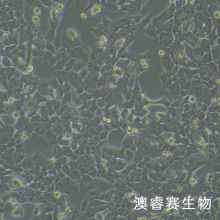 小鼠胶质瘤细胞带荧光素酶 GL261-LUC
