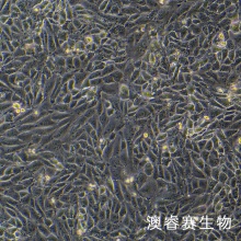 3D4/21猪肺泡巨噬细胞