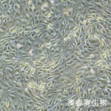 3D4/21猪肺泡巨噬细胞