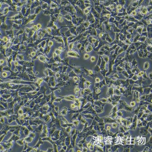 HEPA1-6-LUC萤火虫荧光素酶标记的小鼠肝癌细胞