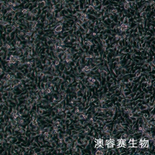 SCC7 小鼠鳞状细胞癌细胞