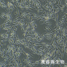 SCC7 小鼠鳞状细胞癌细胞