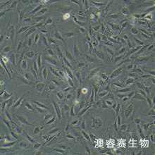 人毛囊干细胞