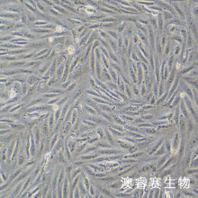 MA104 罗猴胎肾细胞