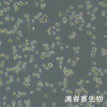 HTMC 人眼小梁网细胞