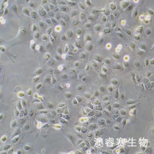 SCC15 人舌鳞癌细胞