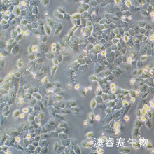 MCF7/ADR（人乳腺癌阿霉素耐药细胞株）