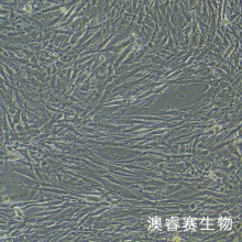 HGF（人牙龈成纤维细胞）