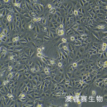 DOK（人口腔黏膜癌前病变细胞）