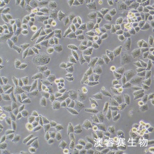 HOK 人正常口腔角质细胞