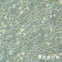 HOK 人正常口腔角质细胞