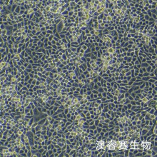 A2780/DDP 人卵巢癌顺铂耐药株
