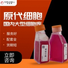 兔宫颈上皮细胞