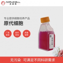 小鼠心脏微血管内皮细胞永生化