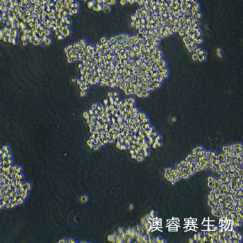 Expi293F（人胚肾细胞）