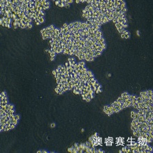 Expi293F（人胚肾细胞）