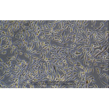 MNT-1（人黑色素瘤细胞）