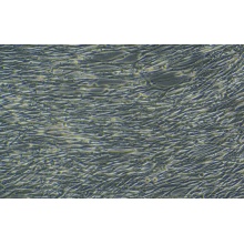 WI-38细胞专用培养基