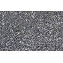 HA-VSMC;HAVSMC（人主动脉血管平滑肌细胞）