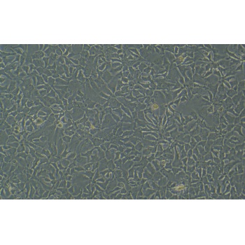 Hep 3B2.1-7-LUC人肝癌细胞-荧光素酶标记