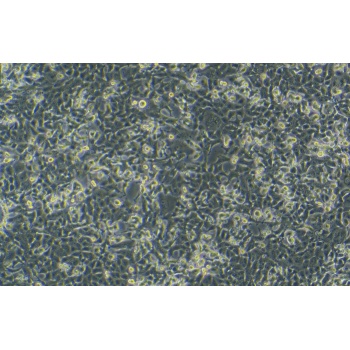 NSC-34小鼠神经元细胞