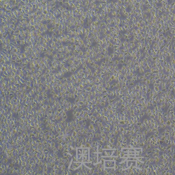 TOLEDO（人弥漫大B细胞淋巴瘤细胞）