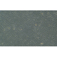 Hep 3B2.1-7-LUC人肝癌细胞-荧光素酶标记