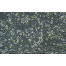 NSC-34小鼠神经元细胞