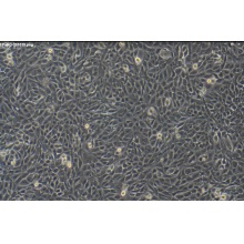 HepaRG（人肝癌细胞）